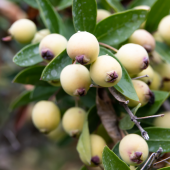 Mersin Fidanı Murt 80 cm Myrtle Myrtus Communis - 3
