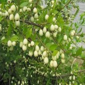 Mersin Fidanı Murt 80 cm Myrtle Myrtus Communis - 4