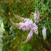 Hayıt Ağacı Fidanı 60 cm Vitex Agnus Castus - 1