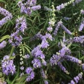 Hayıt Ağacı Fidanı 60 cm Vitex Agnus Castus - 3