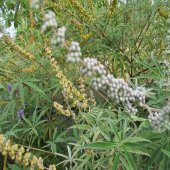 Hayıt Ağacı Fidanı 60 cm Vitex Agnus Castus - 4