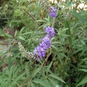 Hayıt Ağacı Fidanı 60 cm Vitex Agnus Castus - 6