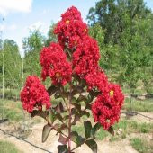 Kırmızı Oya Ağacı Fidanı 50 cm Lagerstroemia İndica - 1