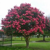Kırmızı Oya Ağacı Fidanı 50 cm Lagerstroemia İndica - 2