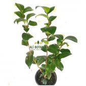 Kamelya Çiçeği Fidanı 40 cm - 2