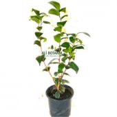 Kamelya Çiçeği Fidanı 40 cm - 3