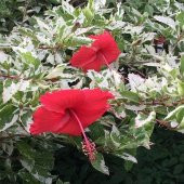 Japon Gülü Çiçeği Alacalı 40 cm - 2