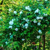 Çardak  Sarmaşık Gül  Fidanları 120 cm Yediverendir - 1