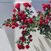 Çardak  Sarmaşık Gül  Fidanları 120 cm Yediverendir - 2