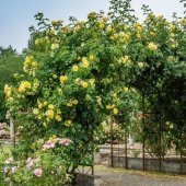 Çardak  Sarmaşık Gül  Fidanları 120 cm Yediverendir - 4