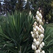 Avize Çiçeği Yucca Filamentosa - 4