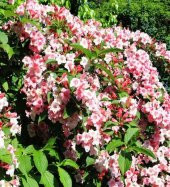 Pembe Vangelya Gelin Tacı Çiçeği 50 cm Weigela Florida - 1