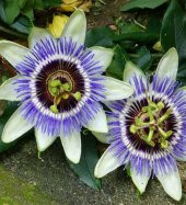 Çarkıfelek Sarmaşığı 80 cm Saat Çiçeği Passiflora Caerulea - 1