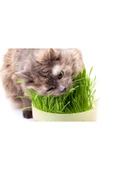 KUZGUN TİCARET Doğal Kedi Çimi (Tüy Yumağı Önleyici) 100 gr Standart - 1