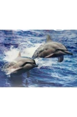 KUZGUN ONLİNE SHOP 3 Boyutlu Resim Sevimli Yunuslar İkili Yunus Resmi Tablosu 30x40 cm - 1