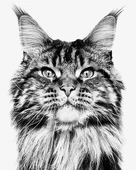 Royal Canin Hair and Skin Care 2 kg Hassas Deri Sahibi Kediler için Mama thumbnail 3