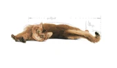 Royal Canin Light Weight Care 1,5 kg Diyet Yetişkin Kedi Maması - 2
