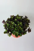 Callisia Repens (Turtle Vine) – Dekoratif Sarkan Ev Bitkisi - 4