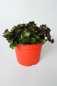 Callisia Repens (Turtle Vine) – Dekoratif Sarkan Ev Bitkisi - 1