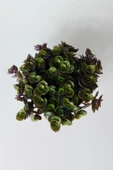 Callisia Repens (Turtle Vine) – Dekoratif Sarkan Ev Bitkisi - 3