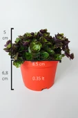 Callisia Repens (Turtle Vine) – Dekoratif Sarkan Ev Bitkisi - 2