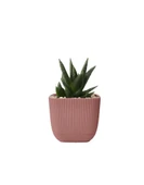 Omnipazar KRS-382 Dekoratif Plastik Mercan Kare Saksı 0.67 Litre No 2 thumbnail 7