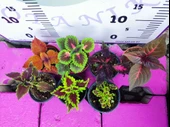 5'li Farklı Çeşit Yaprak Güzeli Seti (COMMON COLEUS) - Renkli Yapraklı Iç Ve Dış Mekan Bitkisi 5 Adet - 2
