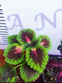 5'li Farklı Çeşit Yaprak Güzeli Seti (COMMON COLEUS) - Renkli Yapraklı Iç Ve Dış Mekan Bitkisi 5 Adet - 7