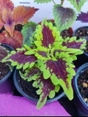 5'li Farklı Çeşit Yaprak Güzeli Seti (COMMON COLEUS) - Renkli Yapraklı Iç Ve Dış Mekan Bitkisi 5 Adet - 3