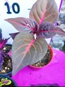 5'li Farklı Çeşit Yaprak Güzeli Seti (COMMON COLEUS) - Renkli Yapraklı Iç Ve Dış Mekan Bitkisi 5 Adet - 5