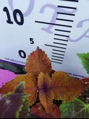 5'li Farklı Çeşit Yaprak Güzeli Seti (COMMON COLEUS) - Renkli Yapraklı Iç Ve Dış Mekan Bitkisi 5 Adet - 8