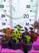 5'li Farklı Çeşit Yaprak Güzeli Seti (COMMON COLEUS) - Renkli Yapraklı Iç Ve Dış Mekan Bitkisi 5 Adet - 1