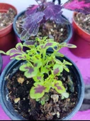 5'li Farklı Çeşit Yaprak Güzeli Seti (COMMON COLEUS) - Renkli Yapraklı Iç Ve Dış Mekan Bitkisi 5 Adet - 4