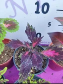 5'li Farklı Çeşit Yaprak Güzeli Seti (COMMON COLEUS) - Renkli Yapraklı Iç Ve Dış Mekan Bitkisi 5 Adet - 6