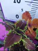 5'li Farklı Çeşit Yaprak Güzeli Seti (COMMON COLEUS) - Renkli Yapraklı Iç Ve Dış Mekan Bitkisi 5 Adet - 9
