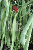 Bursa Tohum Balkız Fasulye Tohumu (Oturak) 500 Gr - 4