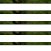 Böğürtlen Yaprağı 25g thumbnail 2