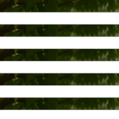 Dut Yaprağı 25g thumbnail 2