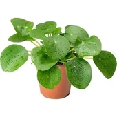 Pilea Para Çiçeği Fidanı 10-20 cm thumbnail 3