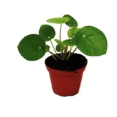 Çin Pilea Para Çiçeği Fidanı 10-20 cm thumbnail 1