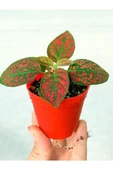 Hostes Fittonia Hypoestes Çiçeği Fidanı Çilli Kırmızı 10-20 Cm thumbnail 1