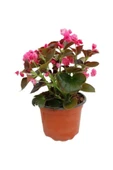 Begonia (Begonya Çiçeği) Pembe 10-20 cm - 1