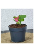 Begonya Şeker Pembe (Begonia Xsemperflorens) 10-20 cm thumbnail 2