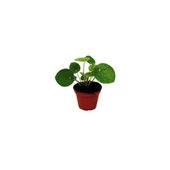 Pilea Para Çiçeği Fidanı 10-20 cm thumbnail 2