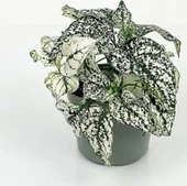 Fittonia Fittonya 3 Adet Farklı Renk 10-20 cm thumbnail 3