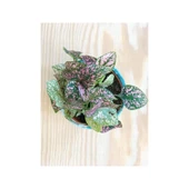 Hypoestes Hostes Çiçeği Fidanı Pembe Yapraklı 10-20 cm thumbnail 1