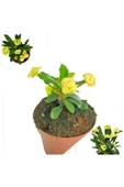 Sarı Dikenler Tacı Japon Iğnesi Dikenler Tacı Euphorbia Milii 10-20 cm thumbnail 1