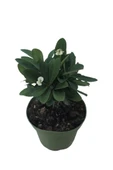 Japon Iğnesi Dikenler Tacı Euphorbia Milii Fidanı Saksılı 10-20 cm thumbnail 1