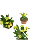 Sarı Dikenler Tacı Japon Iğnesi Dikenler Tacı Euphorbia Milii 10-20 cm thumbnail 2