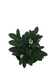 Japon Iğnesi Dikenler Tacı Euphorbia Milii Fidanı Saksılı 10-20 cm thumbnail 2